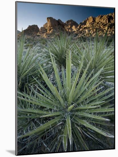 Yucca Plant, Joshua Tree National Park, California, United States of America, North America-Colin Brynn-Mounted Photographic Print