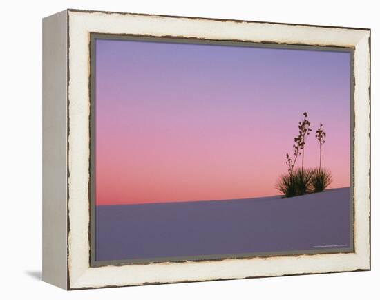 Yucca Plant, White Sands, New Mexico, USA-Dee Ann Pederson-Framed Premier Image Canvas