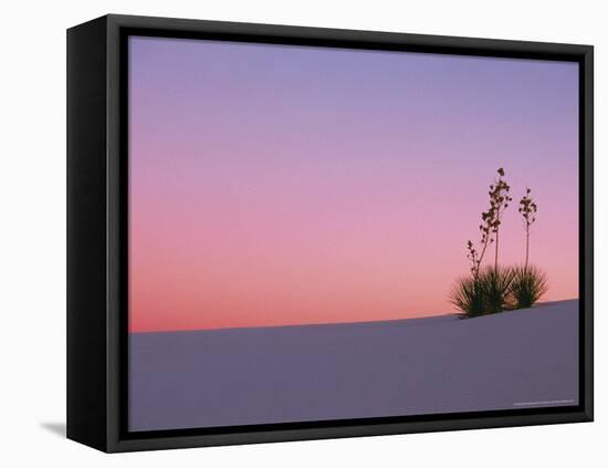 Yucca Plant, White Sands, New Mexico, USA-Dee Ann Pederson-Framed Premier Image Canvas