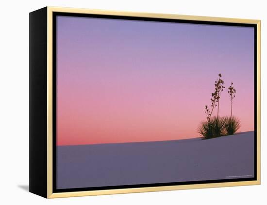 Yucca Plant, White Sands, New Mexico, USA-Dee Ann Pederson-Framed Premier Image Canvas