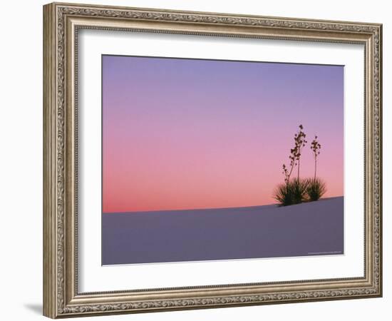 Yucca Plant, White Sands, New Mexico, USA-Dee Ann Pederson-Framed Photographic Print