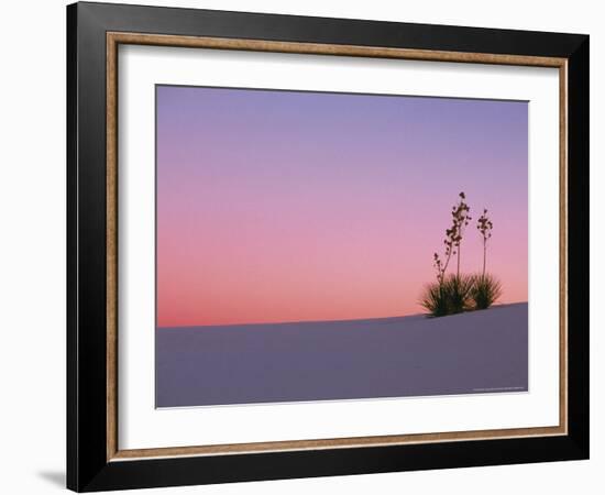 Yucca Plant, White Sands, New Mexico, USA-Dee Ann Pederson-Framed Photographic Print