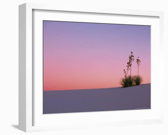 Yucca Plant, White Sands, New Mexico, USA-Dee Ann Pederson-Framed Photographic Print