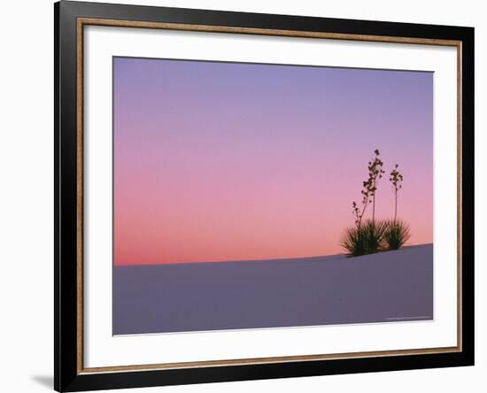 Yucca Plant, White Sands, New Mexico, USA-Dee Ann Pederson-Framed Photographic Print