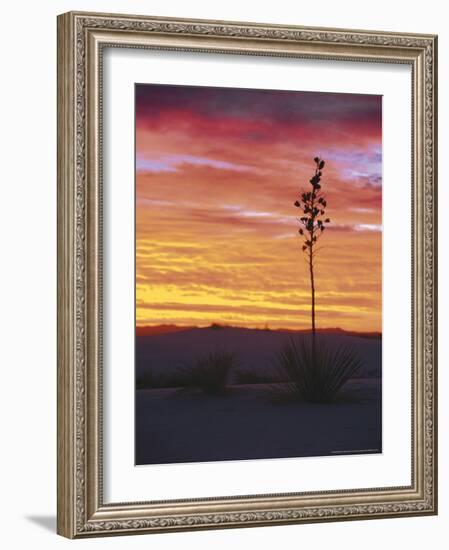 Yucca Plant, White Sands, New Mexico, USA-Dee Ann Pederson-Framed Photographic Print