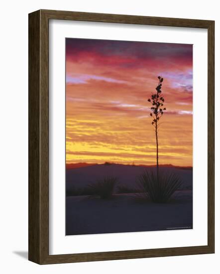 Yucca Plant, White Sands, New Mexico, USA-Dee Ann Pederson-Framed Photographic Print