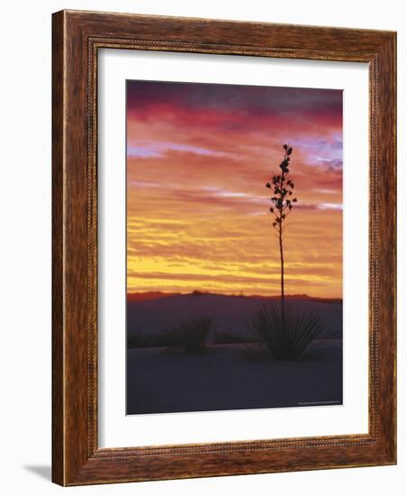 Yucca Plant, White Sands, New Mexico, USA-Dee Ann Pederson-Framed Photographic Print