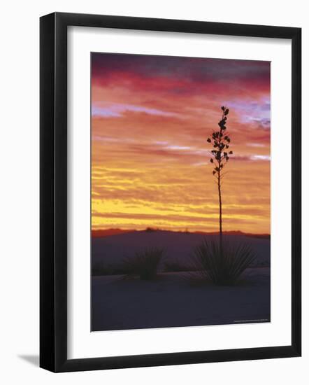 Yucca Plant, White Sands, New Mexico, USA-Dee Ann Pederson-Framed Photographic Print