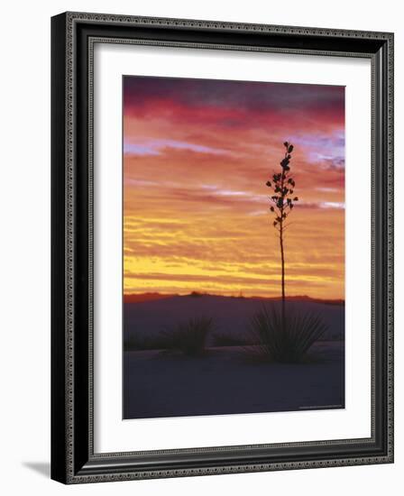 Yucca Plant, White Sands, New Mexico, USA-Dee Ann Pederson-Framed Photographic Print