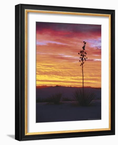 Yucca Plant, White Sands, New Mexico, USA-Dee Ann Pederson-Framed Photographic Print