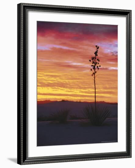 Yucca Plant, White Sands, New Mexico, USA-Dee Ann Pederson-Framed Photographic Print