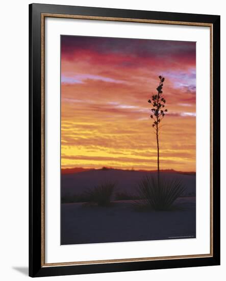 Yucca Plant, White Sands, New Mexico, USA-Dee Ann Pederson-Framed Photographic Print