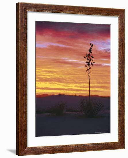 Yucca Plant, White Sands, New Mexico, USA-Dee Ann Pederson-Framed Photographic Print