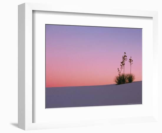 Yucca Plant, White Sands, New Mexico, USA-Dee Ann Pederson-Framed Photographic Print