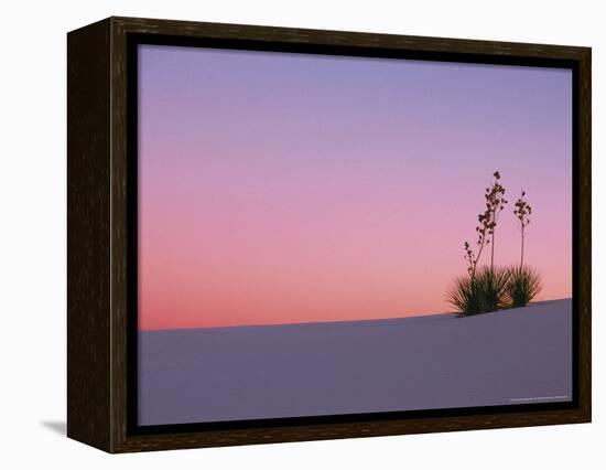 Yucca Plant, White Sands, New Mexico, USA-Dee Ann Pederson-Framed Premier Image Canvas