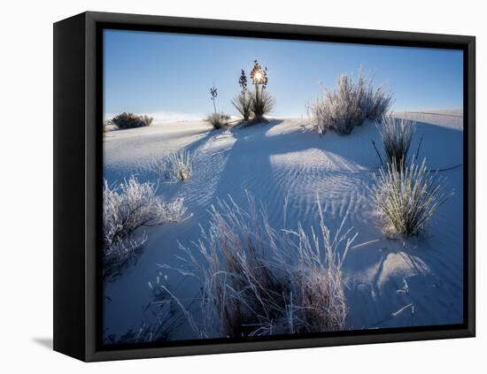 Yucca plants in desert, White Sands National Monument, New Mexico, USA-Panoramic Images-Framed Premier Image Canvas