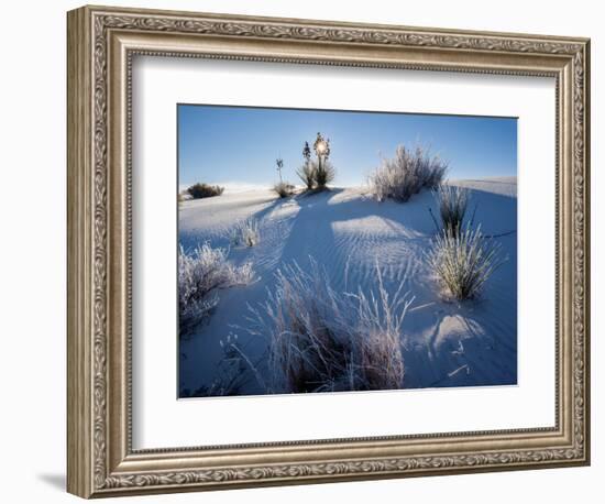 Yucca plants in desert, White Sands National Monument, New Mexico, USA-Panoramic Images-Framed Photographic Print