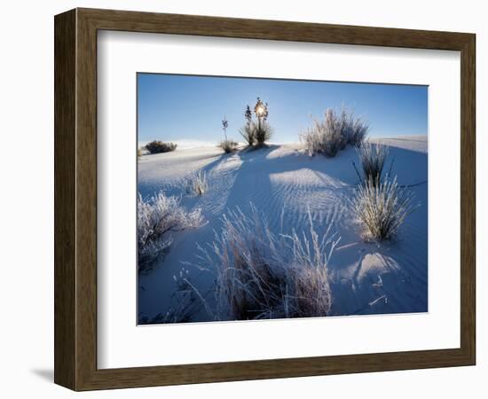 Yucca plants in desert, White Sands National Monument, New Mexico, USA-Panoramic Images-Framed Photographic Print