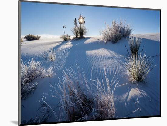 Yucca plants in desert, White Sands National Monument, New Mexico, USA-Panoramic Images-Mounted Photographic Print