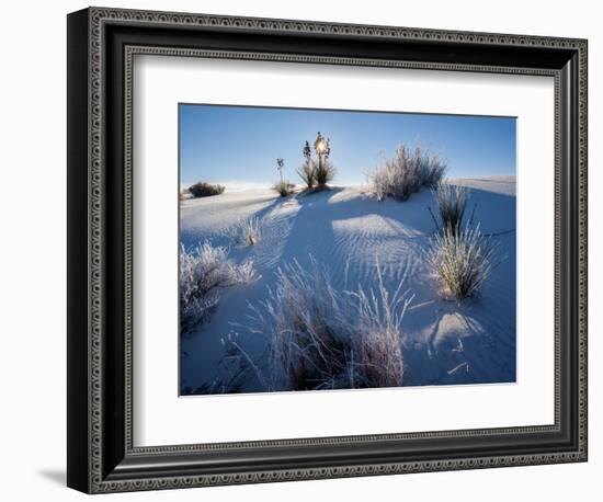 Yucca plants in desert, White Sands National Monument, New Mexico, USA-Panoramic Images-Framed Photographic Print