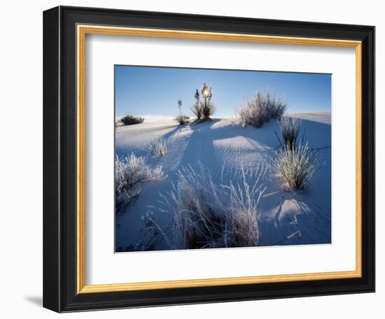 Yucca plants in desert, White Sands National Monument, New Mexico, USA-Panoramic Images-Framed Photographic Print