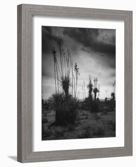 Yucca Plants in Desert-Alfred Eisenstaedt-Framed Photographic Print