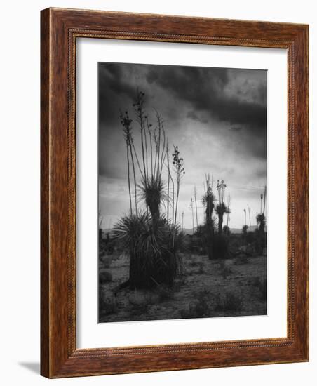 Yucca Plants in Desert-Alfred Eisenstaedt-Framed Photographic Print