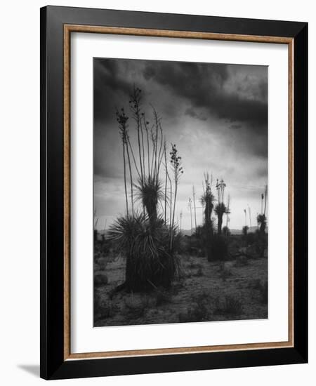 Yucca Plants in Desert-Alfred Eisenstaedt-Framed Photographic Print