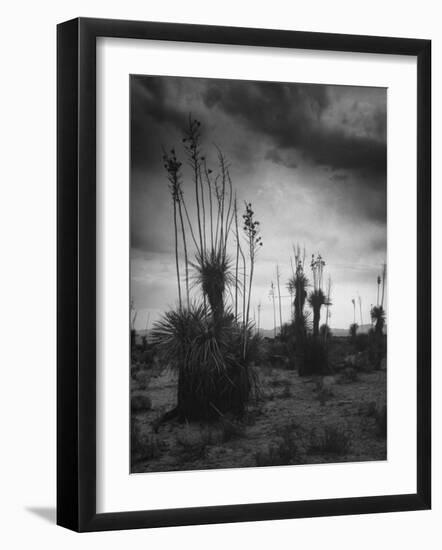 Yucca Plants in Desert-Alfred Eisenstaedt-Framed Photographic Print