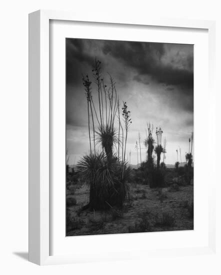 Yucca Plants in Desert-Alfred Eisenstaedt-Framed Photographic Print