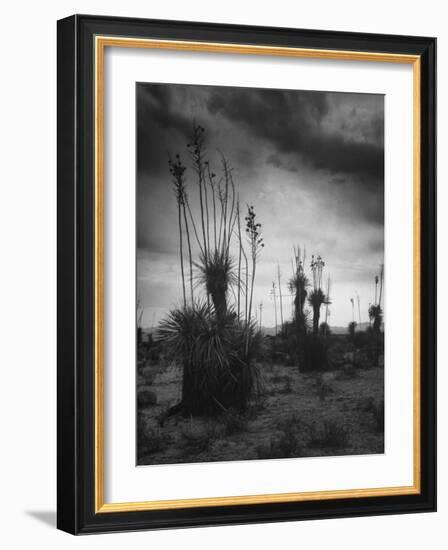 Yucca Plants in Desert-Alfred Eisenstaedt-Framed Photographic Print