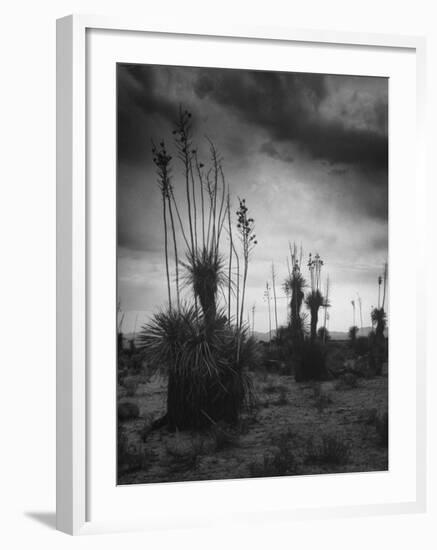 Yucca Plants in Desert-Alfred Eisenstaedt-Framed Photographic Print