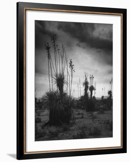 Yucca Plants in Desert-Alfred Eisenstaedt-Framed Photographic Print