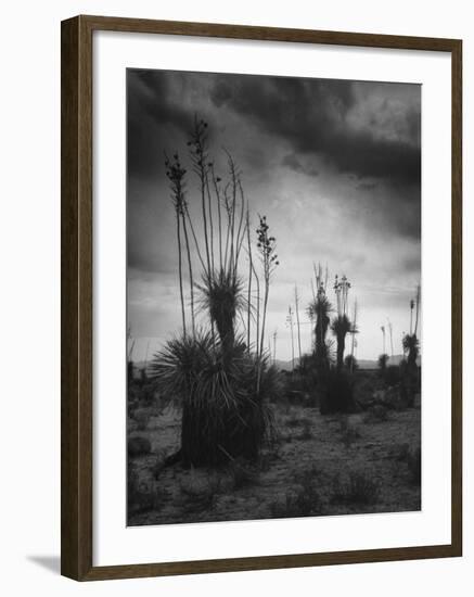 Yucca Plants in Desert-Alfred Eisenstaedt-Framed Photographic Print