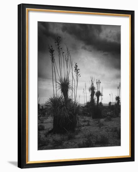 Yucca Plants in Desert-Alfred Eisenstaedt-Framed Photographic Print