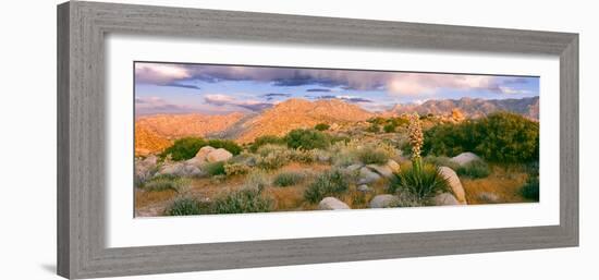 Yucca (Spanish Bayonet) Plants Blooming in a Desert, Culp Valley Primitive Campground-null-Framed Photographic Print