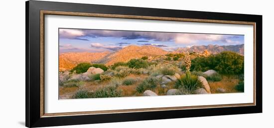 Yucca (Spanish Bayonet) Plants Blooming in a Desert, Culp Valley Primitive Campground-null-Framed Photographic Print