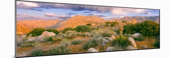 Yucca (Spanish Bayonet) Plants Blooming in a Desert, Culp Valley Primitive Campground-null-Mounted Photographic Print