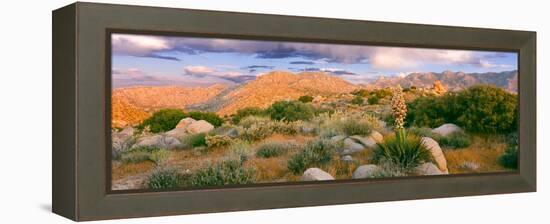 Yucca (Spanish Bayonet) Plants Blooming in a Desert, Culp Valley Primitive Campground-null-Framed Premier Image Canvas