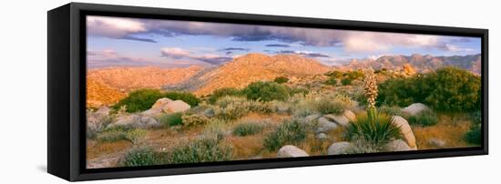 Yucca (Spanish Bayonet) Plants Blooming in a Desert, Culp Valley Primitive Campground-null-Framed Premier Image Canvas