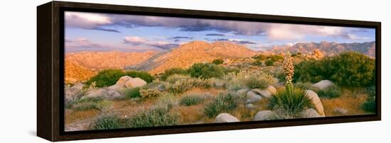 Yucca (Spanish Bayonet) Plants Blooming in a Desert, Culp Valley Primitive Campground-null-Framed Premier Image Canvas