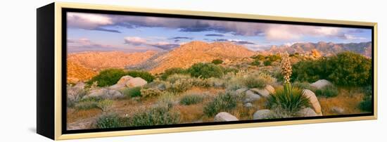 Yucca (Spanish Bayonet) Plants Blooming in a Desert, Culp Valley Primitive Campground-null-Framed Premier Image Canvas