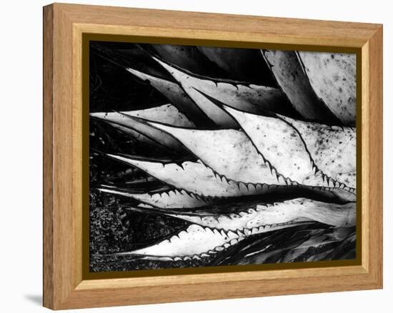 Yucca Spears, Baja, 1968 (gelatin silver print)-Brett Weston-Framed Premier Image Canvas
