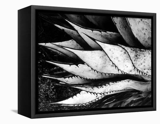 Yucca Spears, Baja, 1968 (gelatin silver print)-Brett Weston-Framed Premier Image Canvas