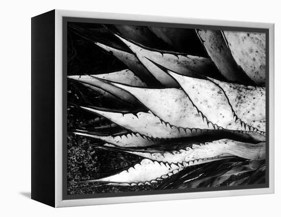 Yucca Spears, Baja, 1968 (gelatin silver print)-Brett Weston-Framed Premier Image Canvas