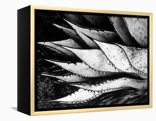 Yucca Spears, Baja, 1968 (gelatin silver print)-Brett Weston-Framed Premier Image Canvas