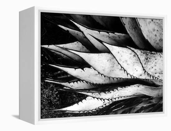 Yucca Spears, Baja, 1968 (gelatin silver print)-Brett Weston-Framed Premier Image Canvas