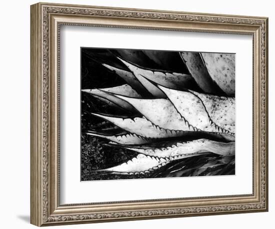 Yucca Spears, Baja, 1968 (gelatin silver print)-Brett Weston-Framed Photographic Print