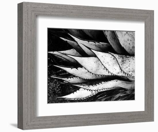 Yucca Spears, Baja, 1968 (gelatin silver print)-Brett Weston-Framed Photographic Print