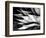 Yucca Spears, Baja, 1968 (gelatin silver print)-Brett Weston-Framed Photographic Print